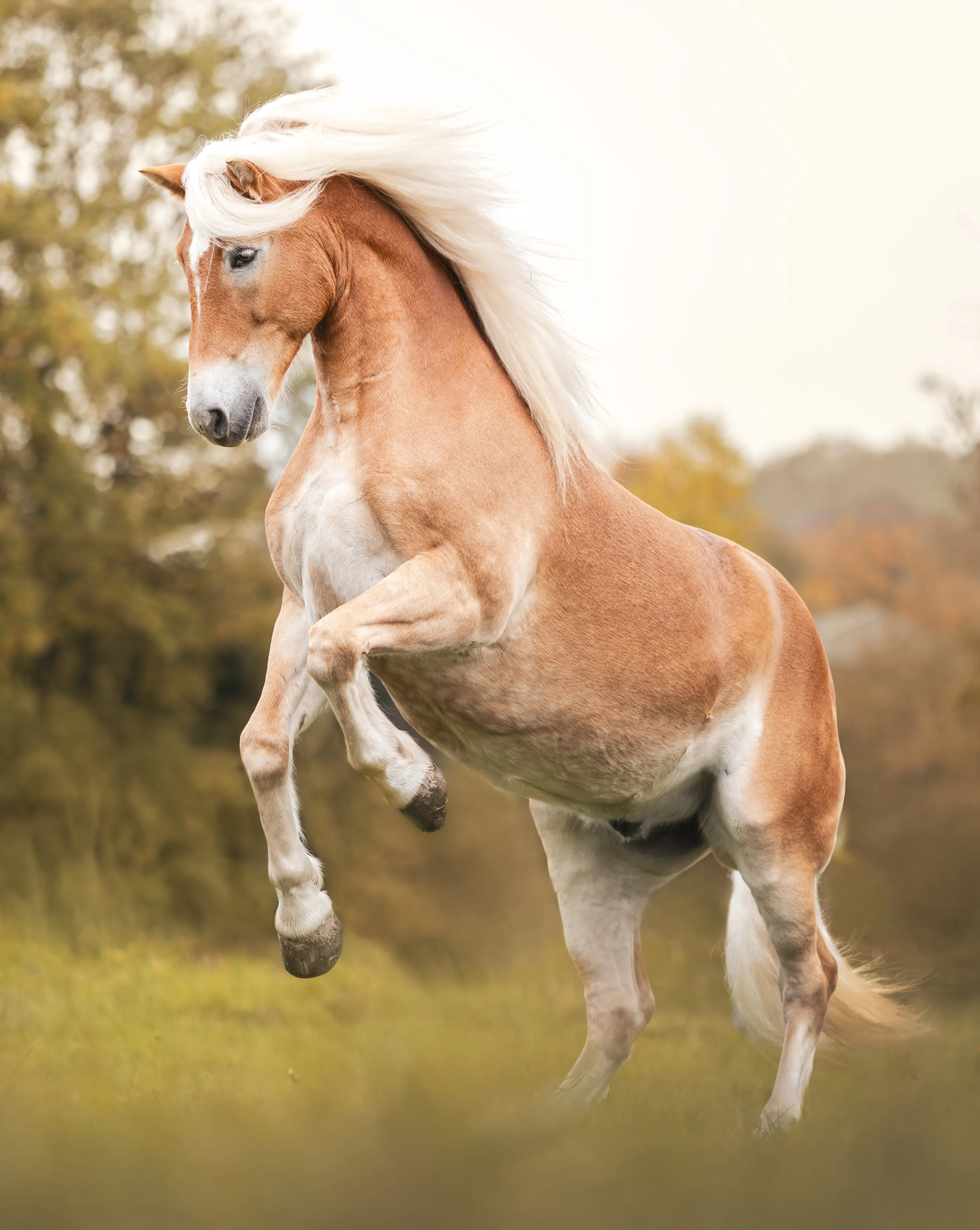 Byron, Jeannines Haflinger, steigt frei und gelöst auf der Wiese