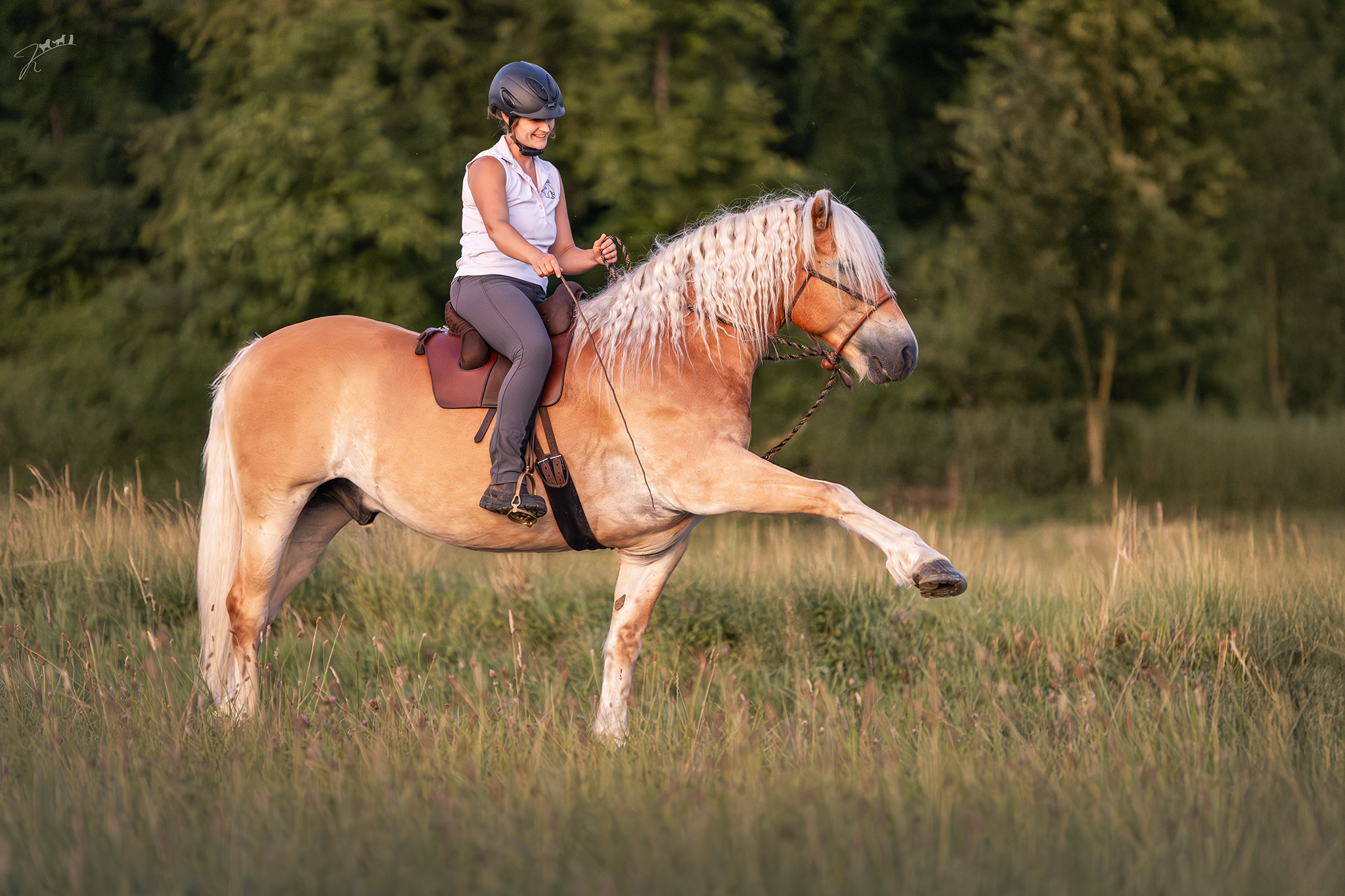Reiterin auf einem Haflinger im Galopp über eine Sommerwiese